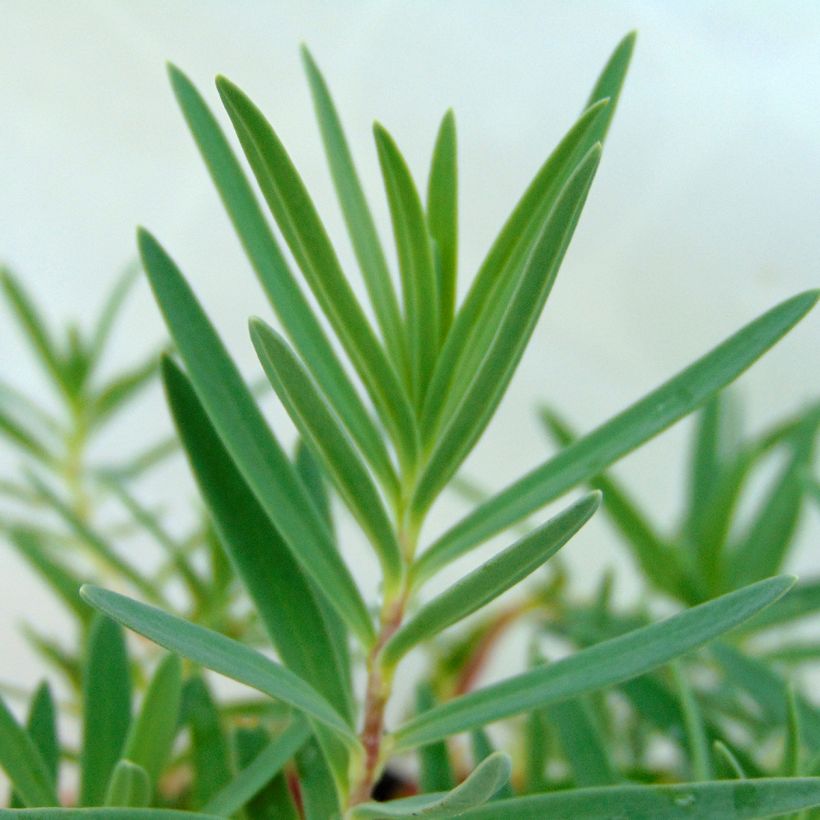 Gypsophila Rosenschleier (Foliage)