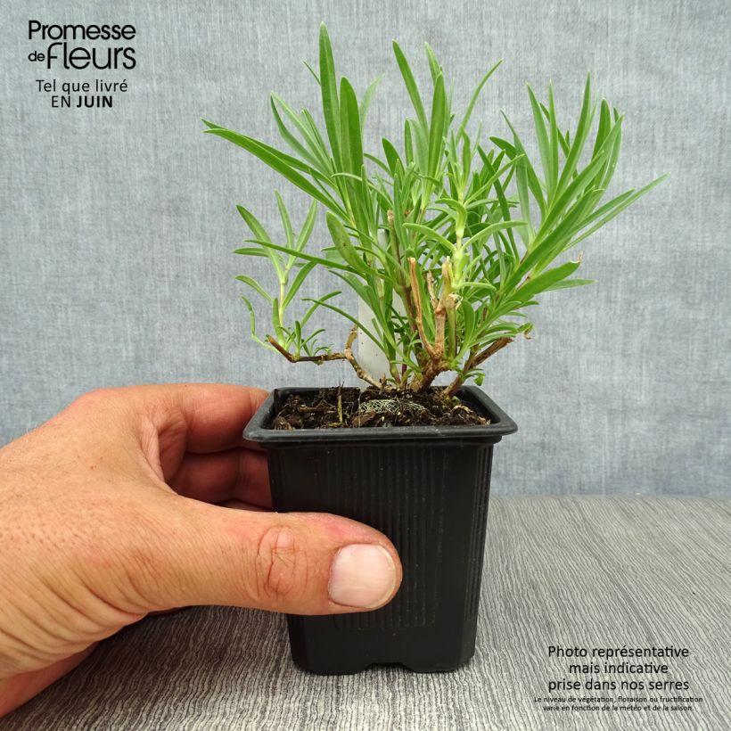Gypsophila Rosenschleier 8/9 cm pot sample as delivered in summer