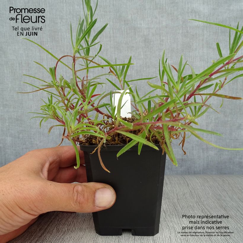 Gypsophila paniculata Flamingo 8/9 cm pot sample as delivered in summer