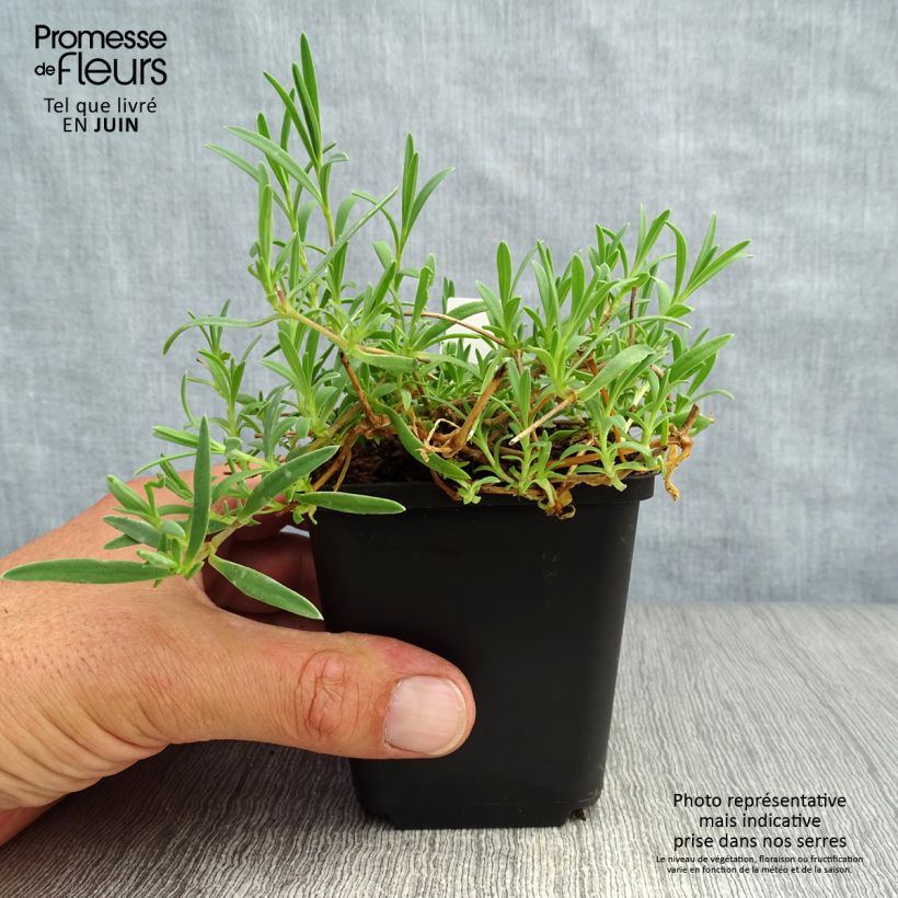Gypsophila repens Rosa Schönheit - Gypsophile rampant Godet de 9cm sample as delivered in summer
