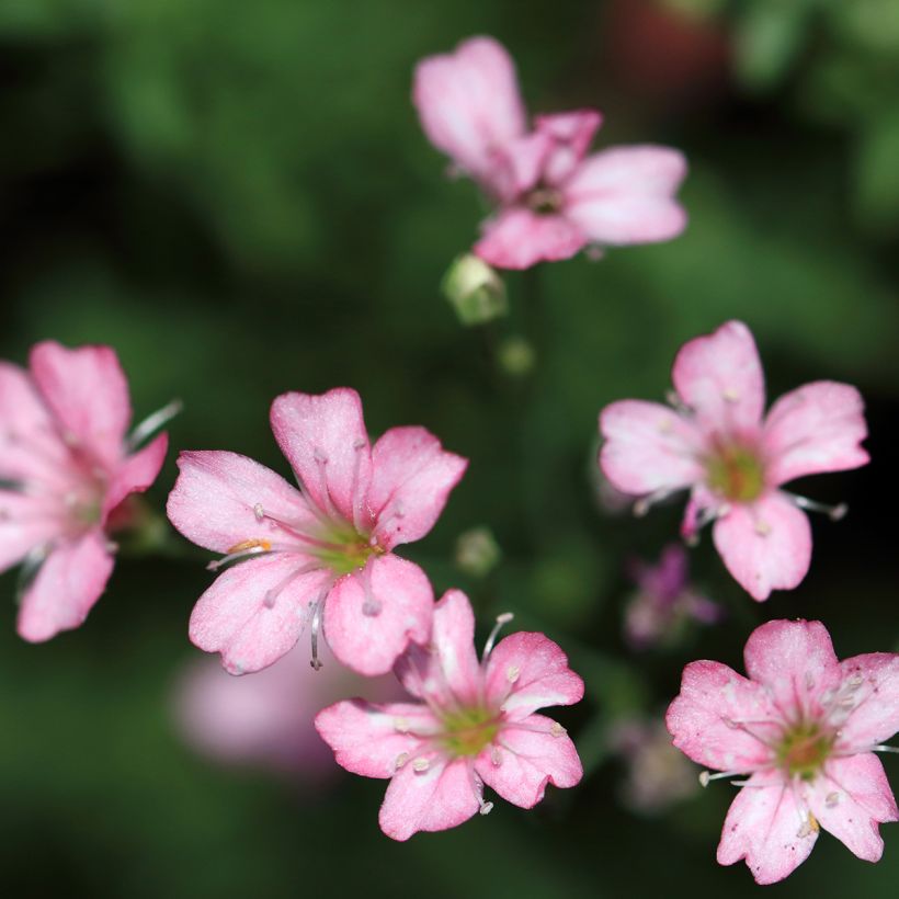 Gypsophila repens Rosa Schönheit (Flowering)