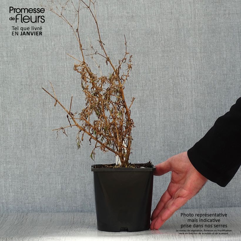 Gypsophila paniculata Festival Pink 2L/3L pot sample as delivered in winter