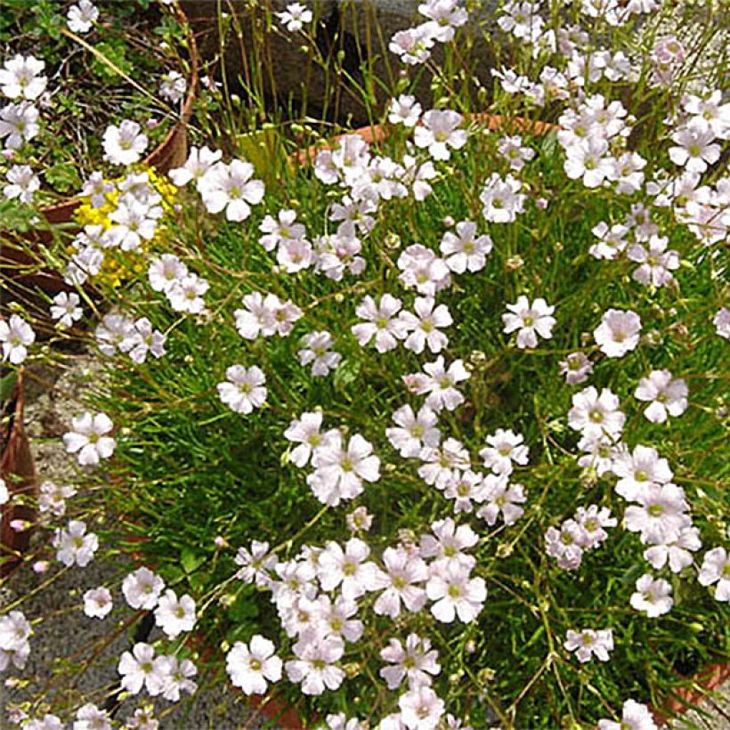 Gypsophila tenuifolia (Flowering)