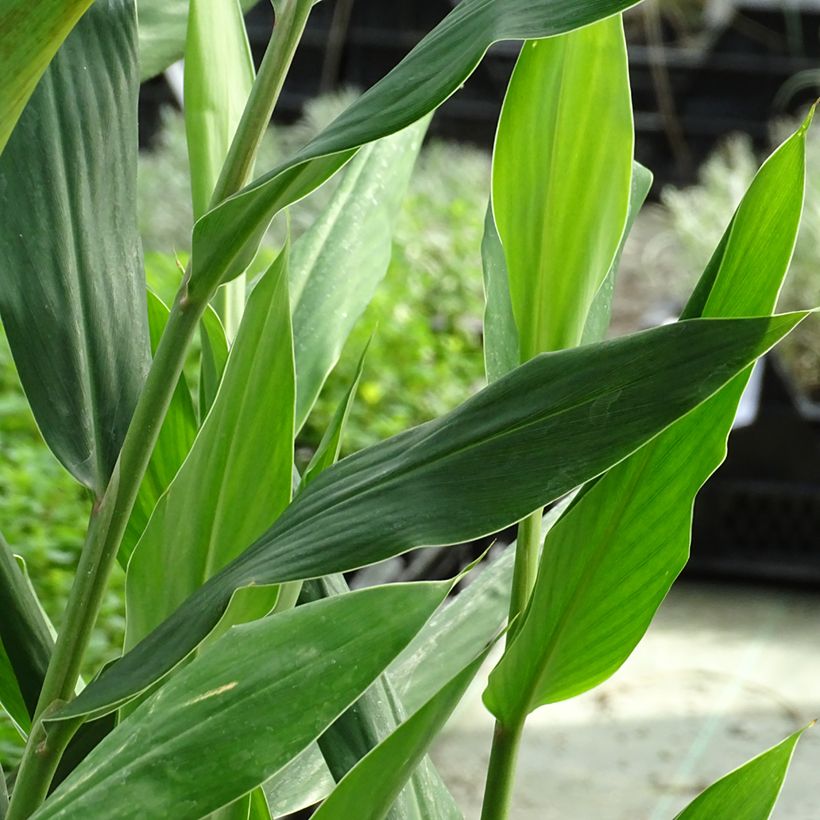 Hedychium coccineum Tara - Ginger Lily Pot (Foliage)