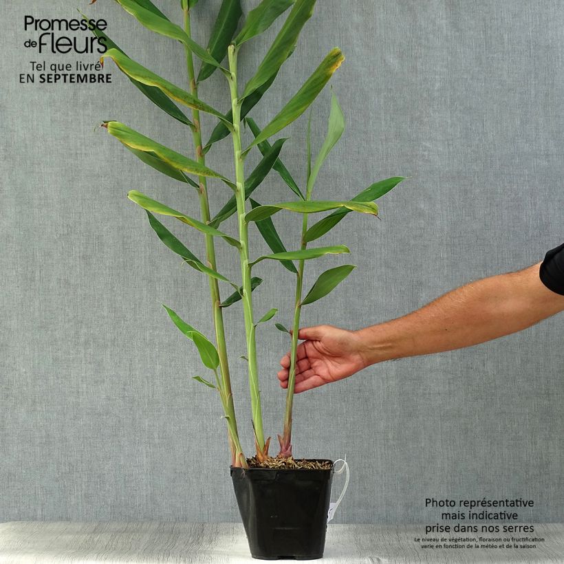 Hedychium coccineum Tara - Ginger Lily Pot 4L/5L pot sample as delivered in autumn