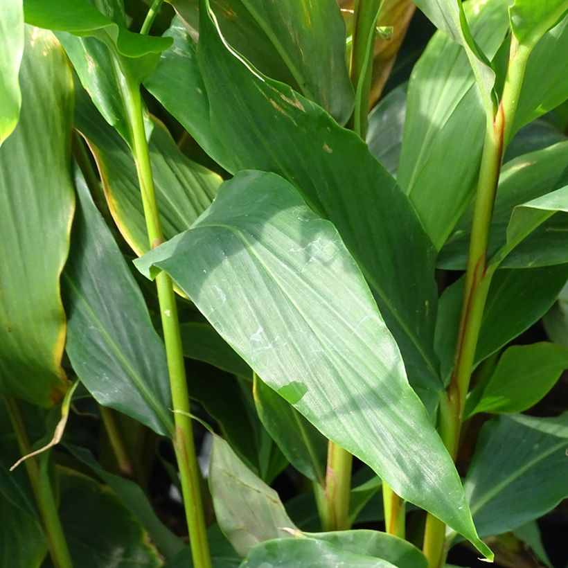 Hedychium densiflorum Assam Orange (Foliage)