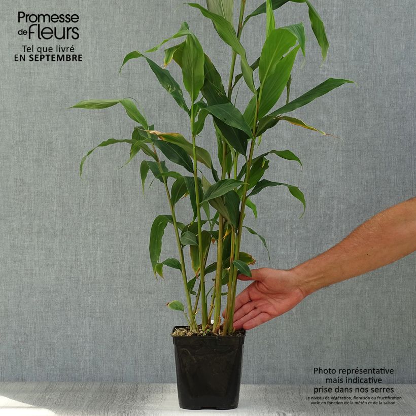 Hedychium densiflorum Assam Orange 3L/4L pot sample as delivered in autumn