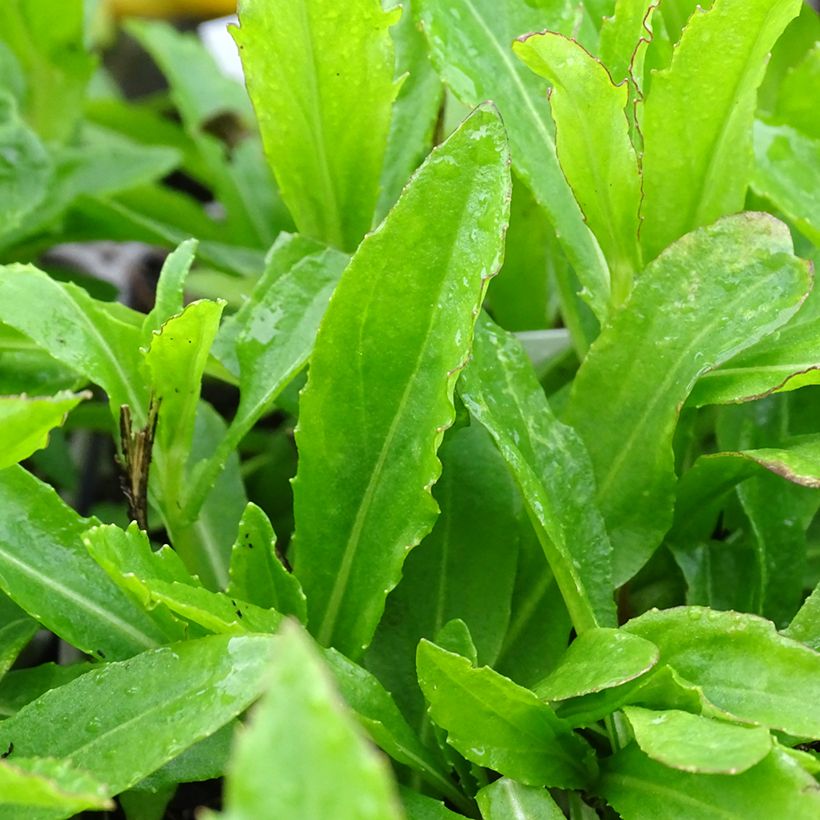 Helenium Okra Sundae (Foliage)