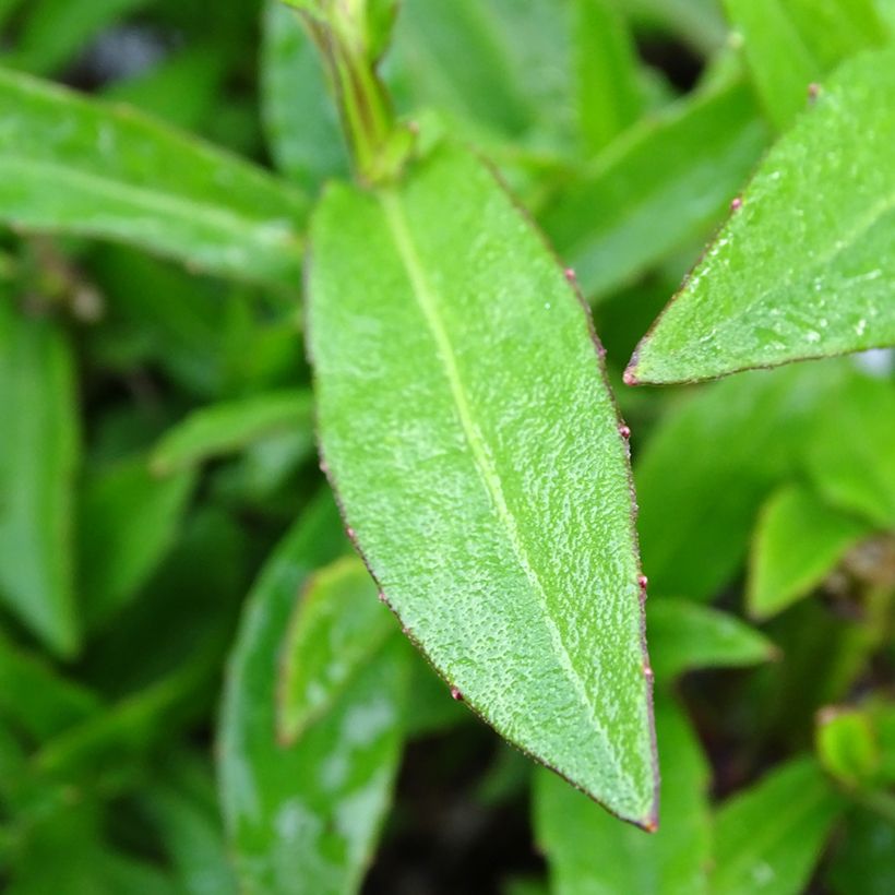 Helenium Strawberry Sundae (Foliage)