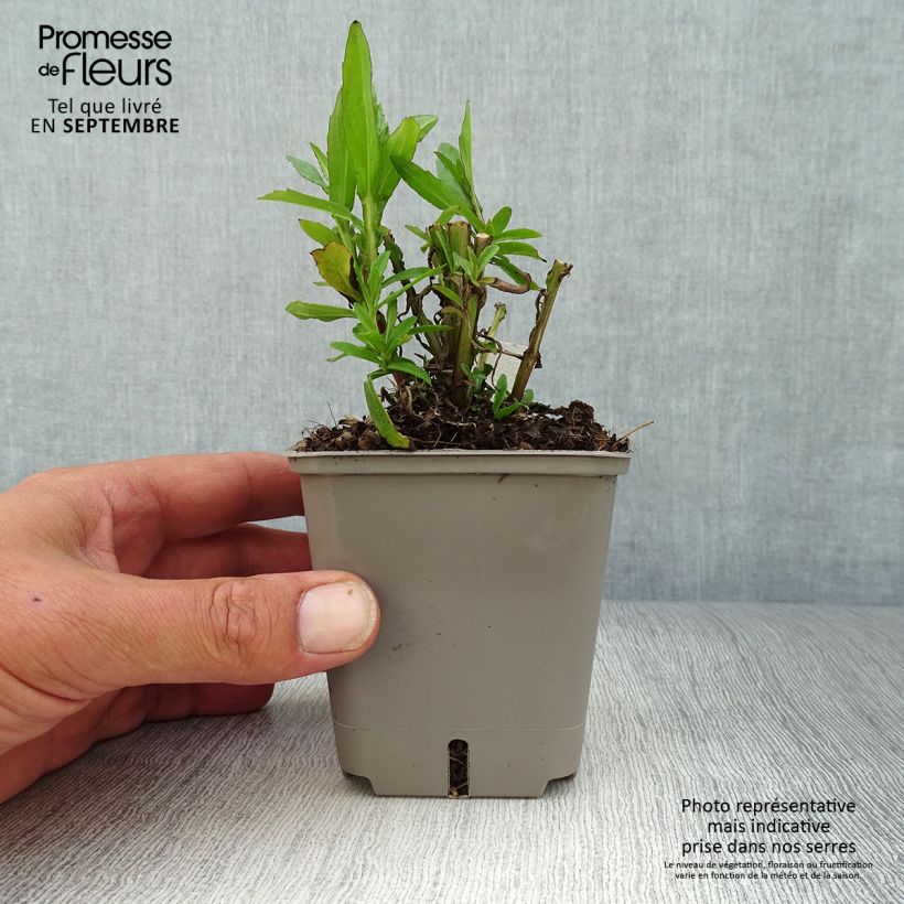 Helenium Strawberry Sundae 8/9 cm pot sample as delivered in autumn