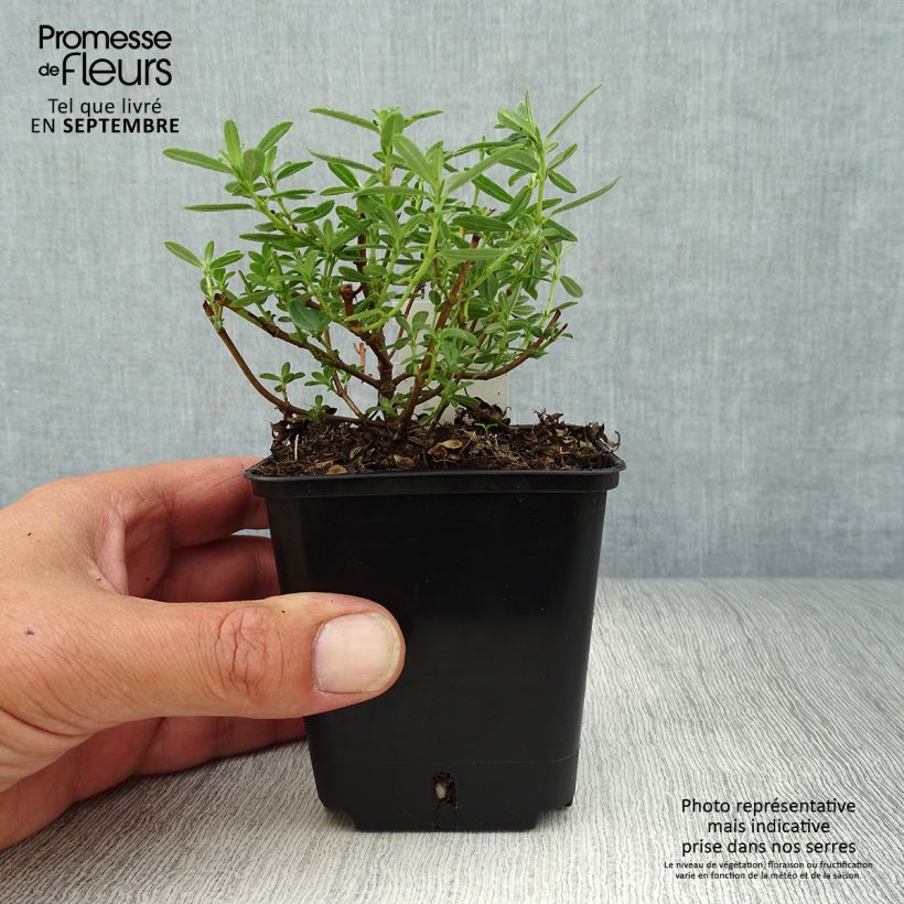 Helianthemum Golden Queen - Rock Rose 8/9 cm pot sample as delivered in autumn
