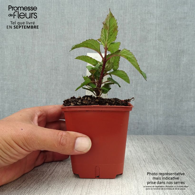 Heliopsis helianthoides var. scabra Punto Rosso 8/9 cm pot sample as delivered in autumn