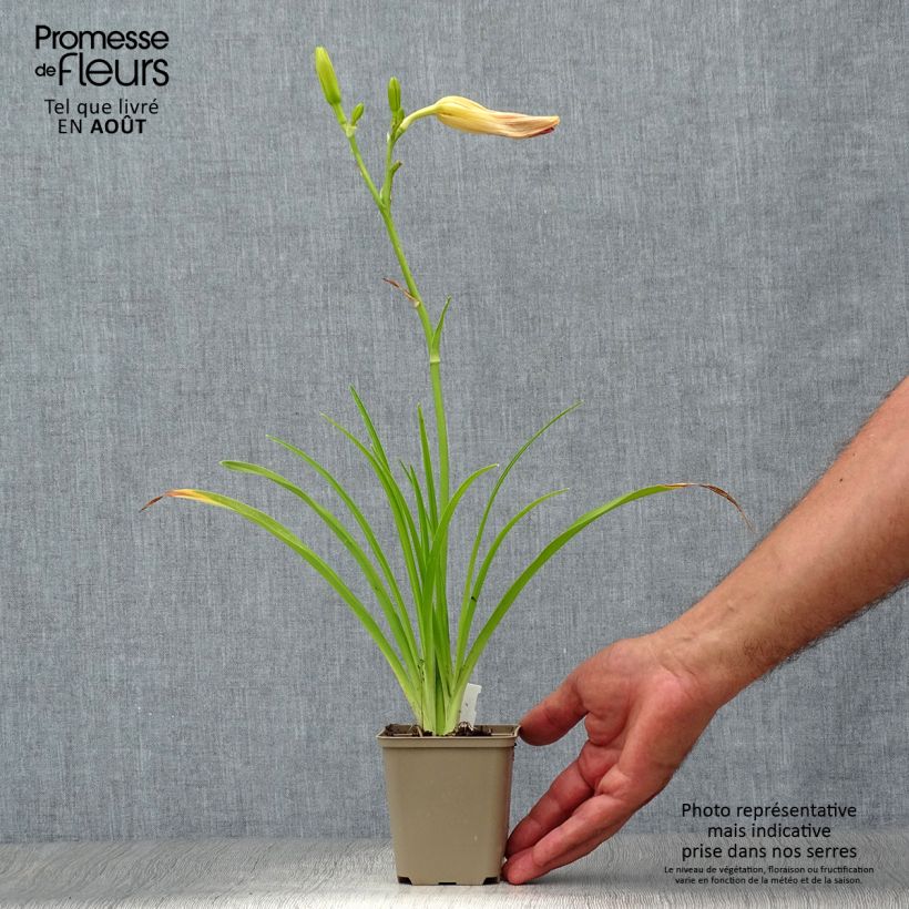 Hemerocallis Final Touch - Daylily 8/9 cm pot sample as delivered in summer