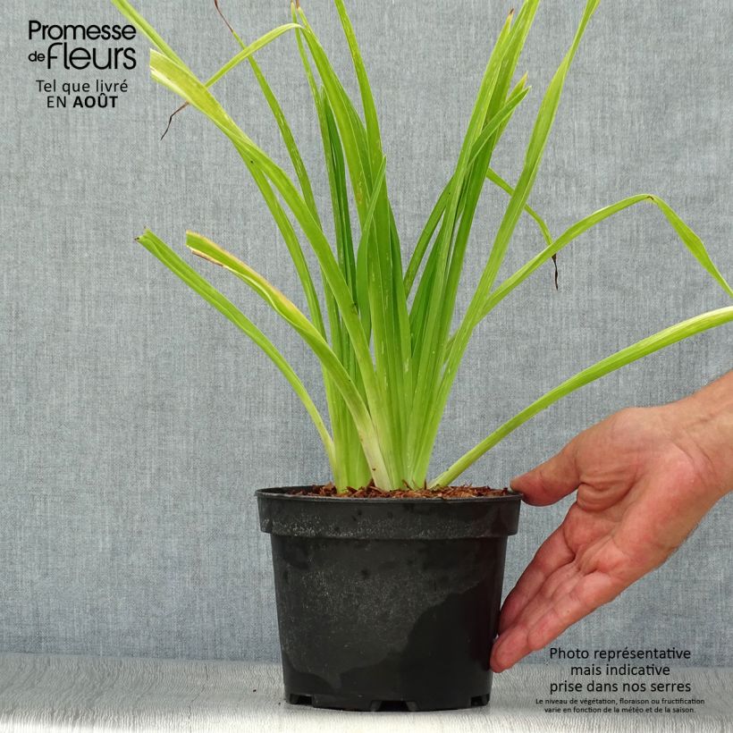 Hemerocallis White Temptation - Daylily 2L/3L pot sample as delivered in summer