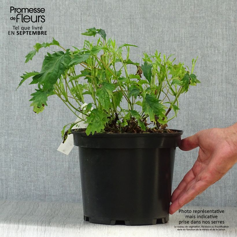 Hydrangea arborescens Emerald lace 4L/5L pot sample as delivered in autumn