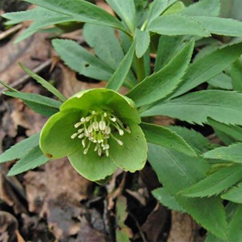 Helleborus dumetorum (Flowering)