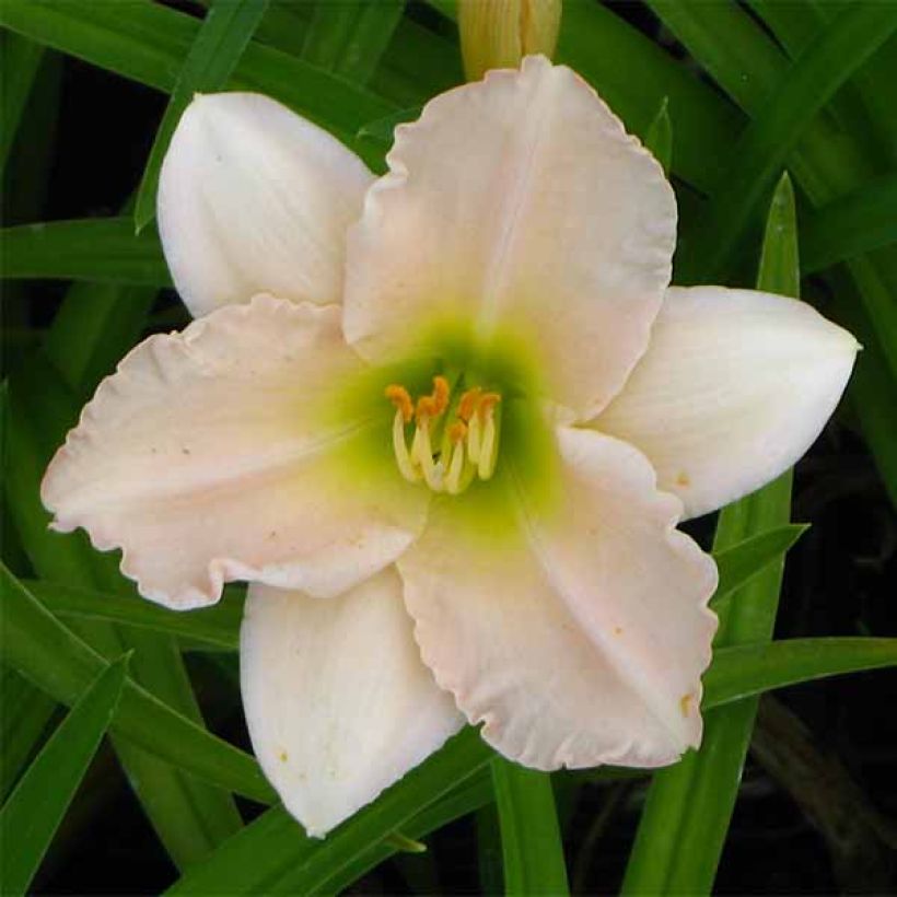 Hemerocallis Lullaby Baby - Daylily (Flowering)