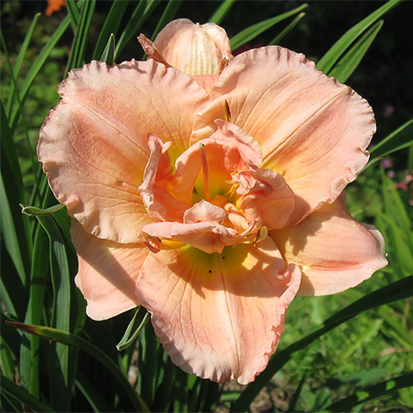 Hemerocallis Siloam Double Classic - Daylily (Flowering)
