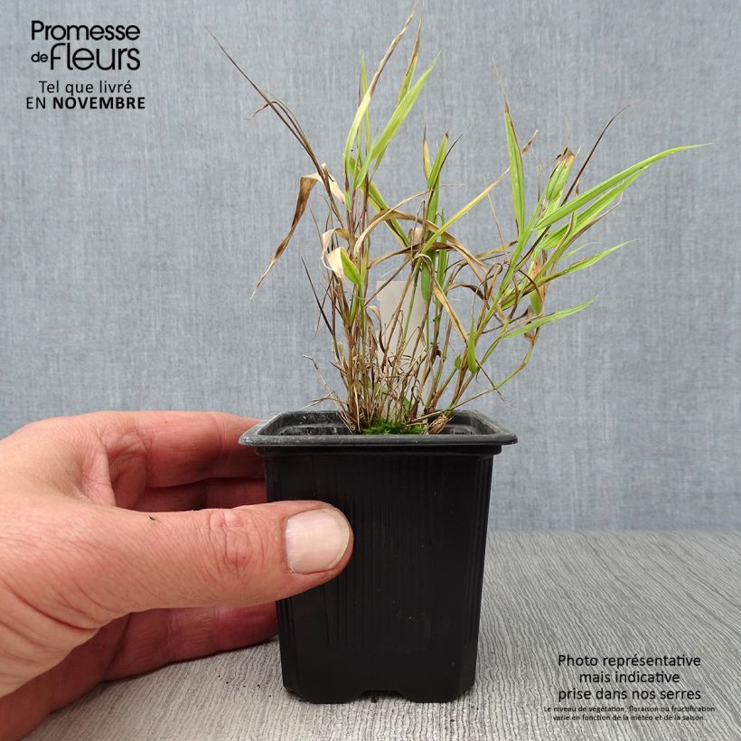 Hakonechloa macra Aureola en godet de 8/9cm sample as delivered in autumn