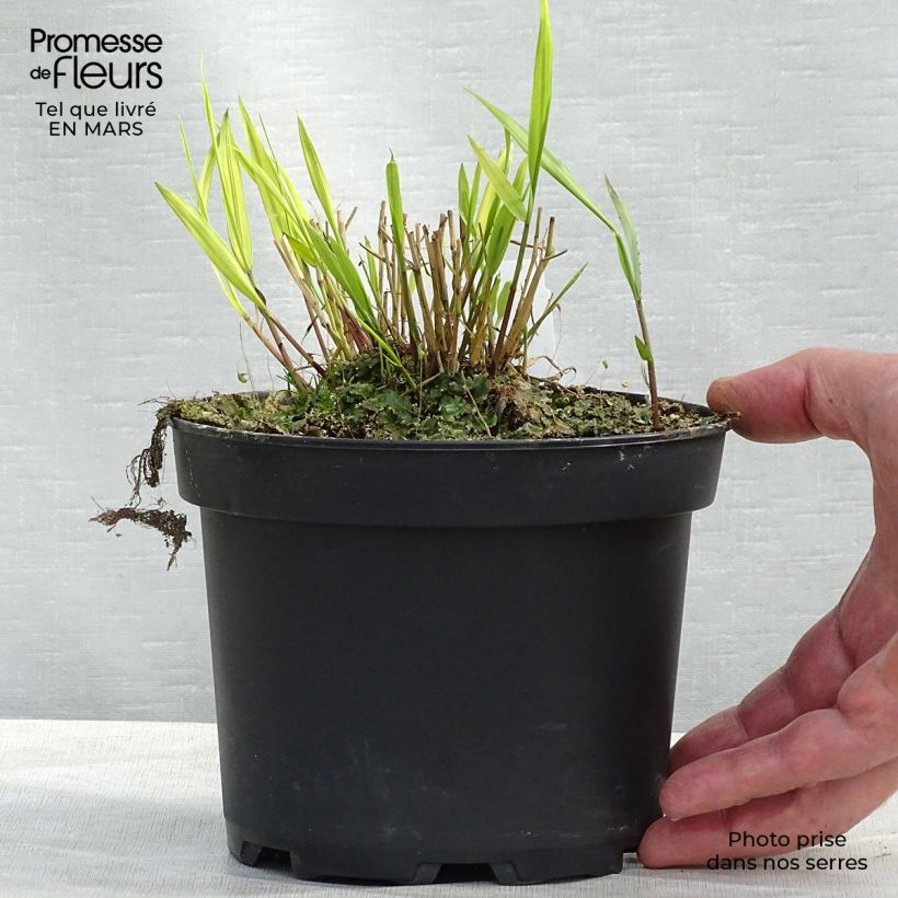 Hakonechloa macra Aureola en pot de 2L sample as delivered in winter