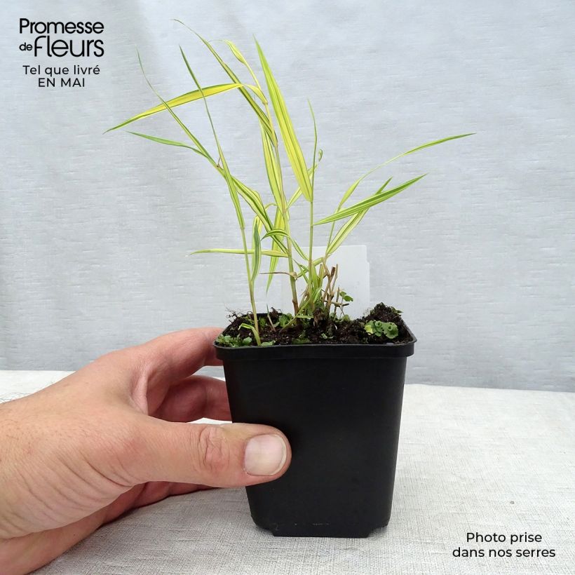 Hakonechloa macra Aureola - Japanese Forest Grass sample as delivered in spring
