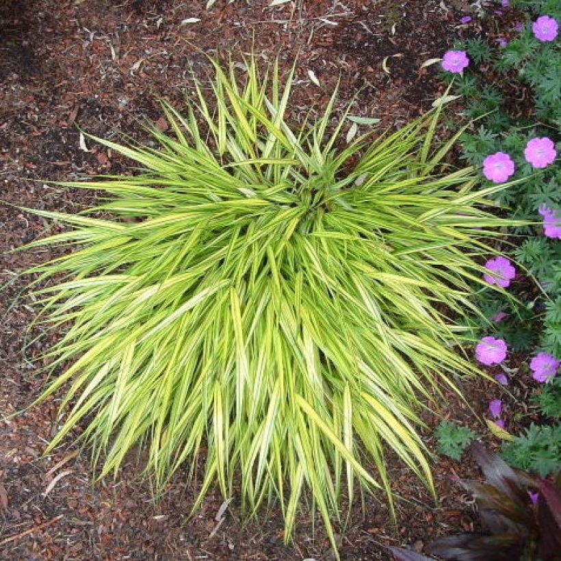 Hakonechloa macra Aureola - Japanese Forest Grass (Plant habit)