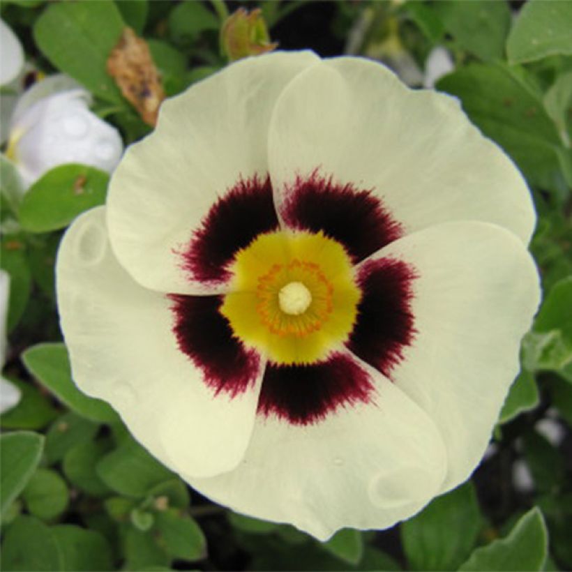Halimiocistus wintonensis Merrist Wood Cream (Flowering)