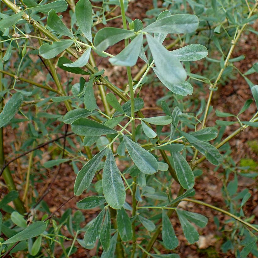 Halimodendron halodendron (Foliage)