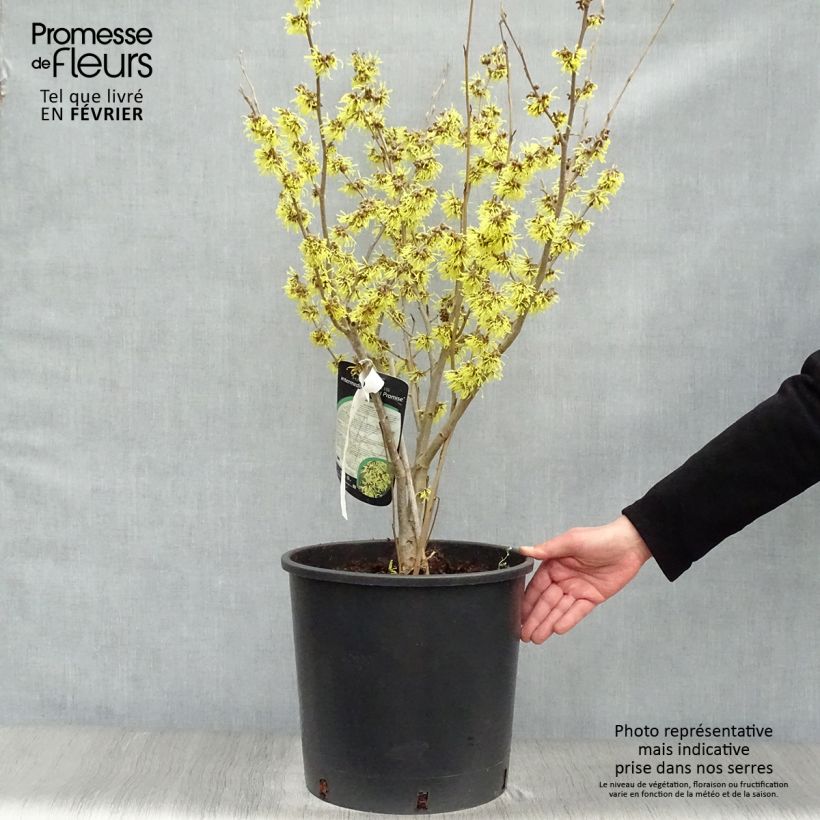 Hamamelis intermedia Arnold Promise - Noisetier de Sorcière pot de 18/20L sample as delivered in winter