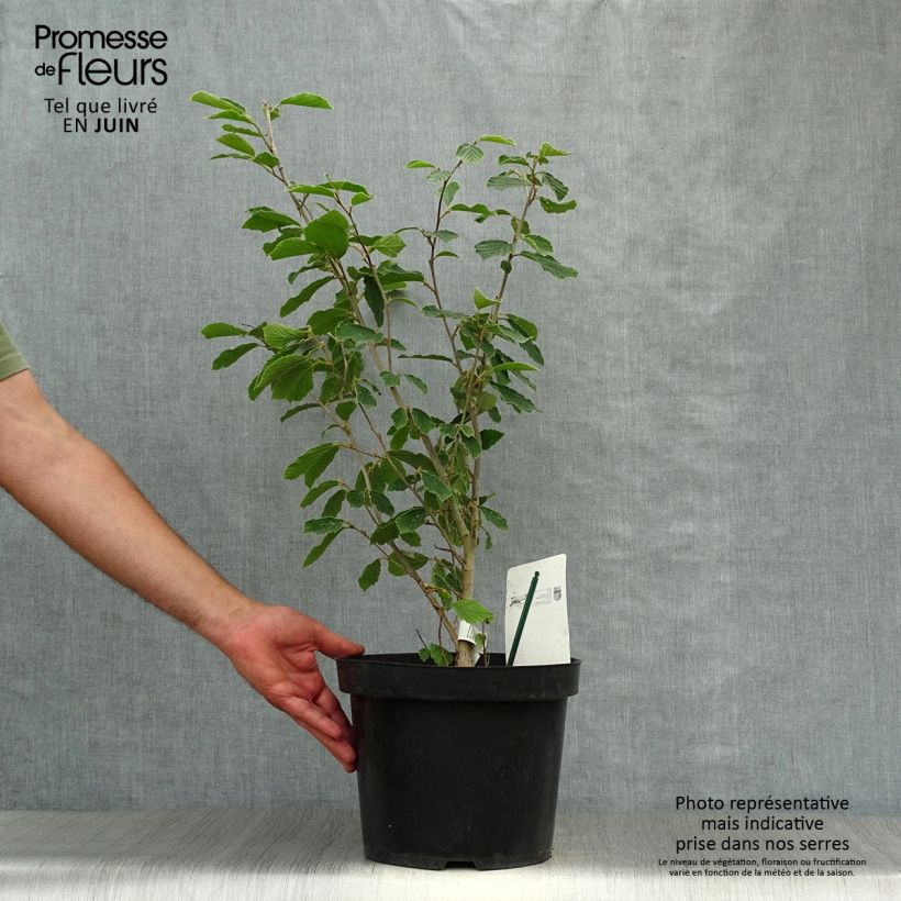 Hamamelis intermedia Arnold Promise - Witch Hazel 4L/5L pot sample as delivered in summer