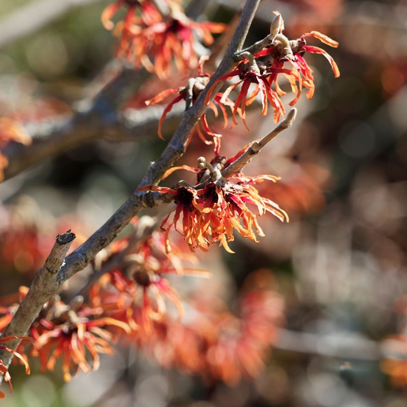 Hamamelis intermedia Diane - Witch Hazel (Flowering)