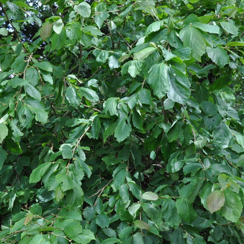 Hamamelis japonica Pendula - Witch Hazel (Foliage)