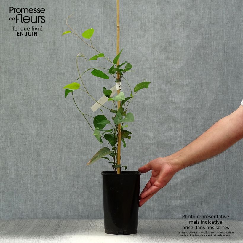 Hardenbergia violacea - Vine Lilac 2L/3L potShipped height around 60/70cm sample as delivered in summer