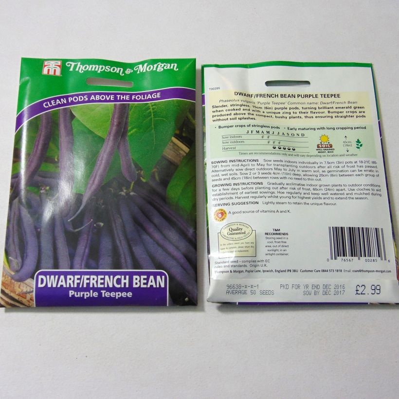 Example of Dwarf snap bean Purple Teepee specimen as delivered