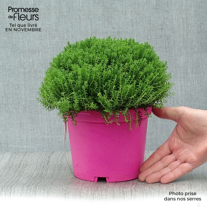 Hebe Green Globe - Véronique arbustive Pot de 1.5L/2L sample as delivered in autumn