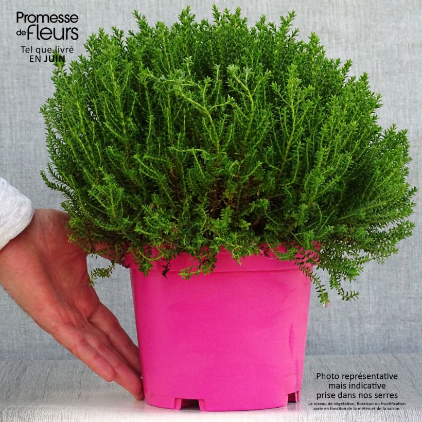 Hebe Green Globe 1.5L/2L pot sample as delivered in summer