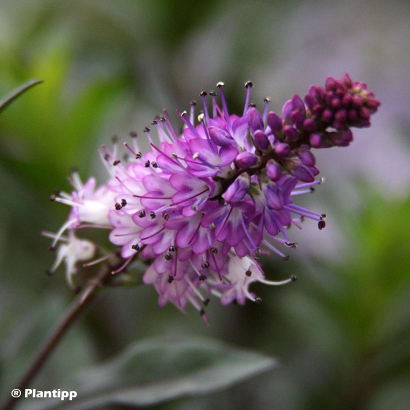 Hebe Midnight Sky (Flowering)