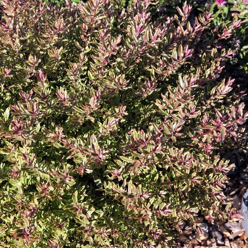 Hebe Purple Shamrock Neprock (Foliage)