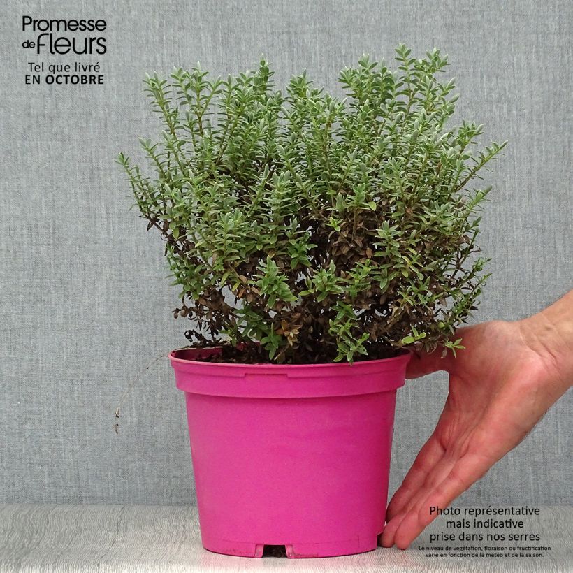 Hebe Sutherlandii - Véronique arbustive. Pot de 2L/3L sample as delivered in autumn