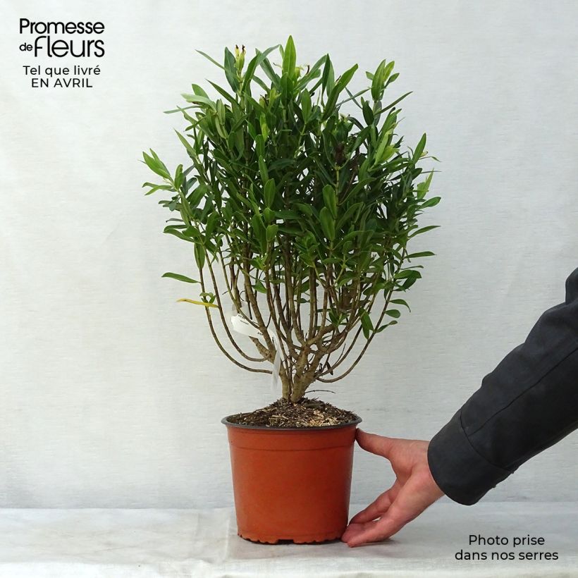 Hebe Wiri Image - Véronique arbustive Pot de 2L/3L sample as delivered in spring