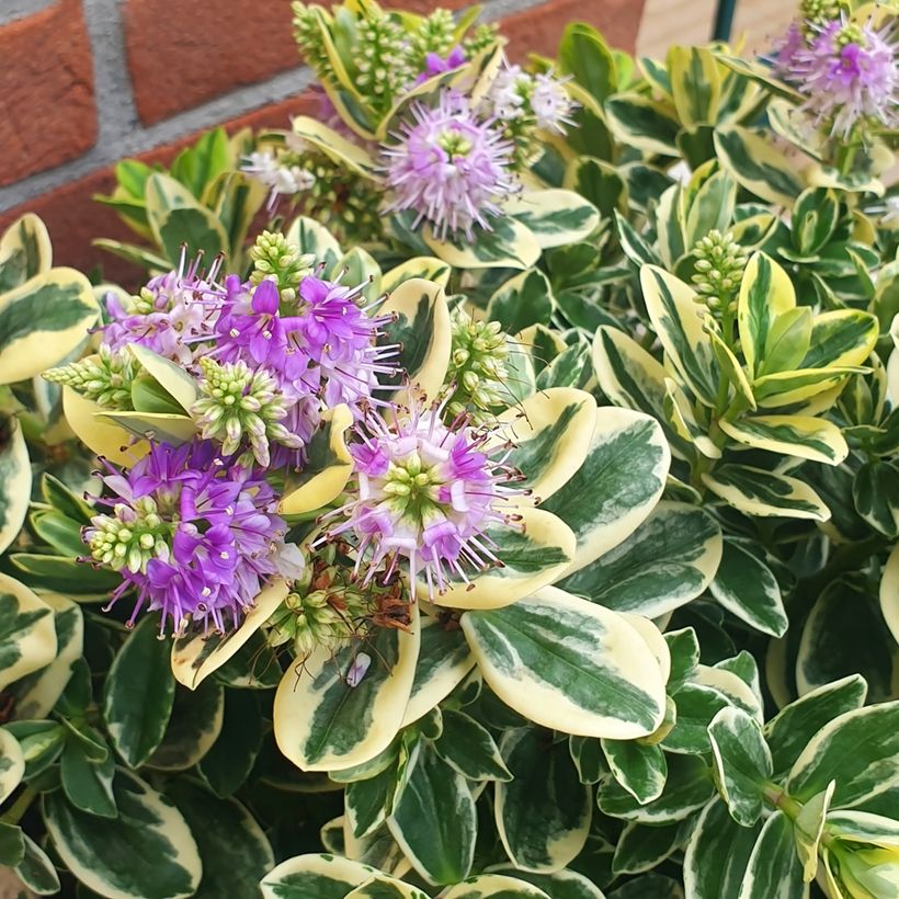 Hebe andersonii Variegata - Andersons hebe, shrubby veronica (Flowering)