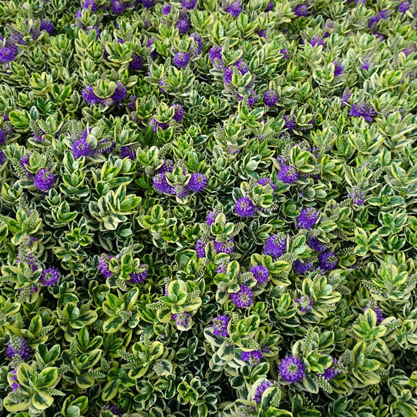 Hebe andersonii Variegata - Andersons hebe, shrubby veronica (Plant habit)