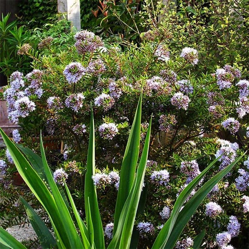 Hebe diosmifolia - Shrubby Veronica (Plant habit)