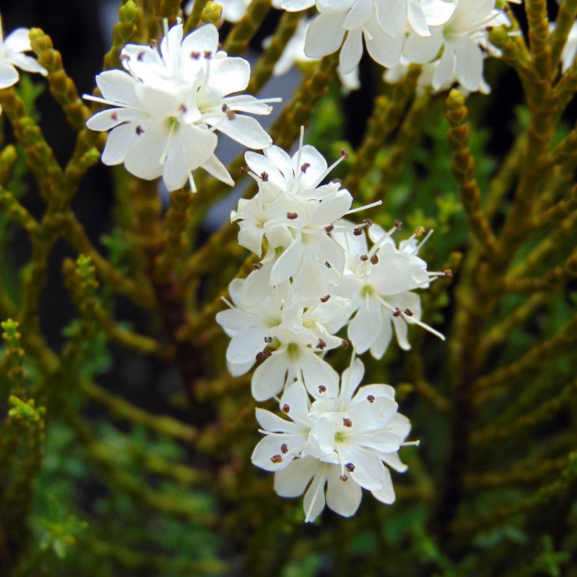 Hebe ochracea (Flowering)