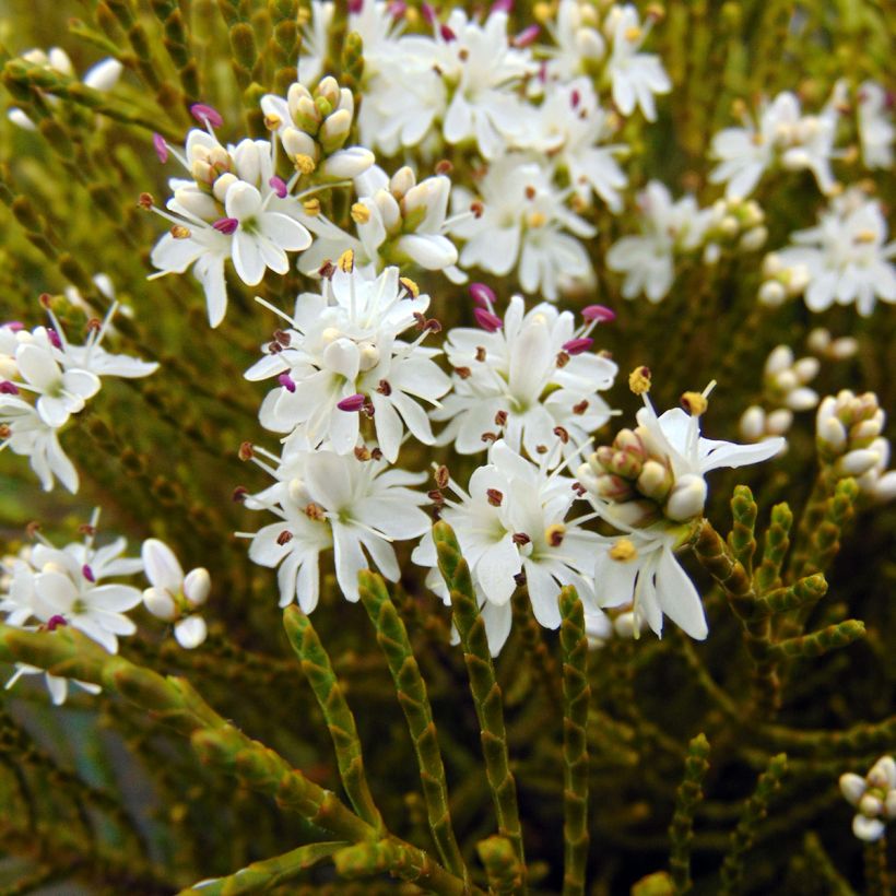 Hebe ochracea (Flowering)
