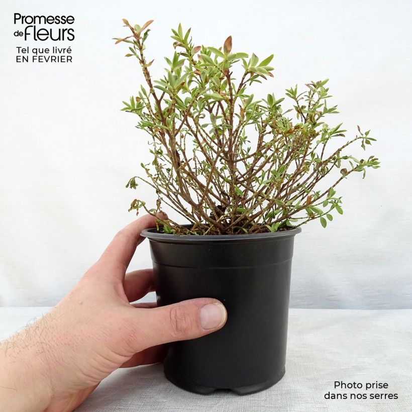 Hebe rakaiensis - Véronique arbustive Pot de 1,5L sample as delivered in winter