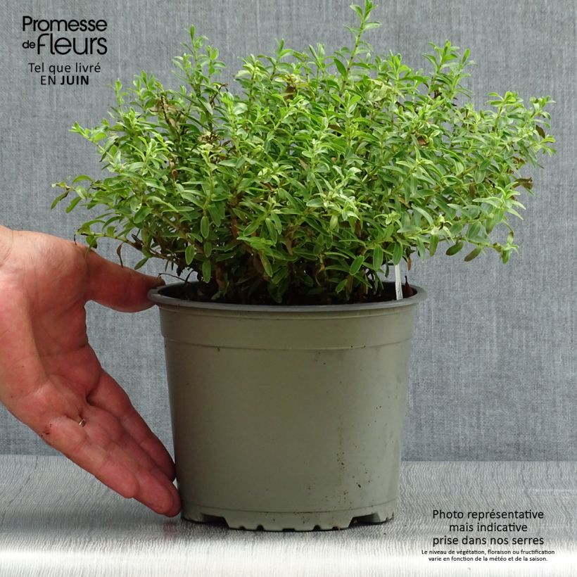Hebe rakaiensis - Shrubby Veronica 1.5L/2L pot sample as delivered in summer