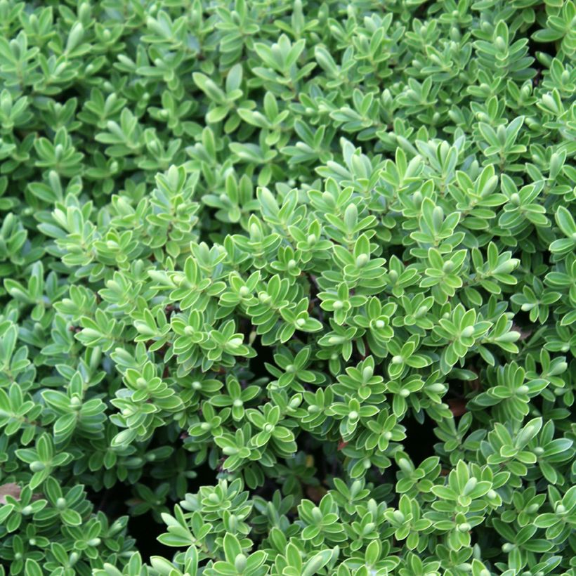 Hebe rakaiensis - Shrubby Veronica (Foliage)