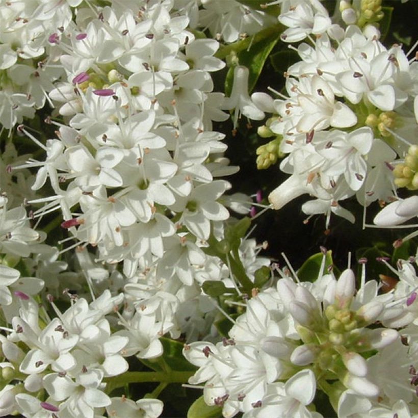 Hebe vernicosa - Shrubby Veronica (Flowering)