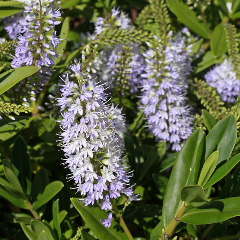 Hebe Wiri Image (Flowering)